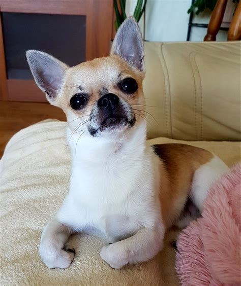 Spayed to good home. . Apple head chihuahua for sale dallas tx